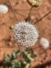 Trachymene glaucifolia