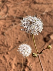 Trachymene glaucifolia