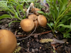Agrocybe