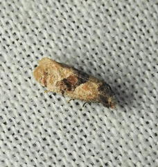 Gynnidomorpha romonana