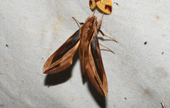 Xylophanes pyrrhus