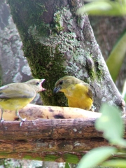 Euphonia laniirostris