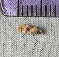 Gynnidomorpha romonana