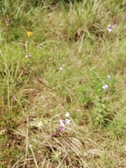 Verbena montevidensis