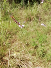 Verbena montevidensis