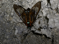 Cosmosoma anoxanthia