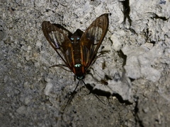 Cosmosoma anoxanthia