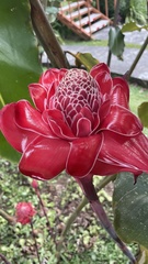 Etlingera elatior