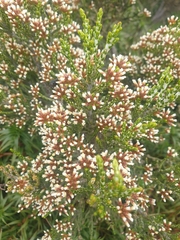 Ozothamnus cupressoides