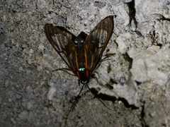 Cosmosoma anoxanthia