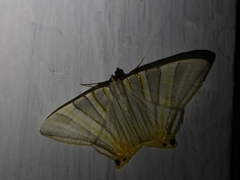 Phrygionis platinata