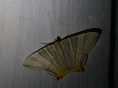 Phrygionis platinata