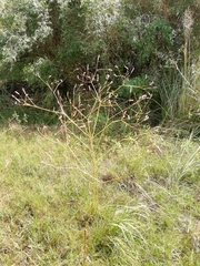 Eryngium ebracteatum