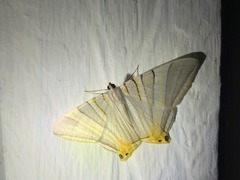 Phrygionis platinata