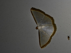 Leuciris