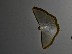 Leuciris
