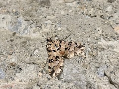 Conchylodes bryophilalis