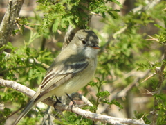 Empidonax wrightii