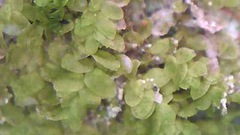 Siphonolejeunea nudipes