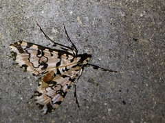 Conchylodes bryophilalis