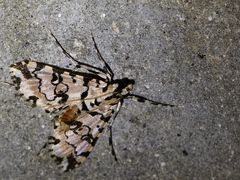 Conchylodes bryophilalis