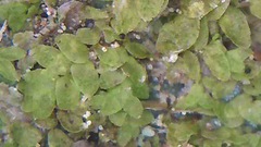 Siphonolejeunea nudipes