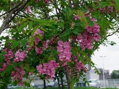 Robinia × ambigua