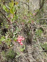 Camptosema rubicundum