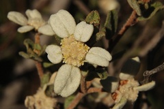 Spyridium coactilifolium