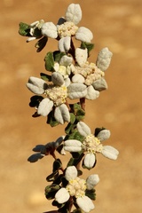 Spyridium coactilifolium