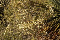 Spyridium coactilifolium