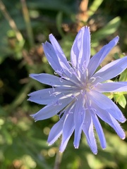 Cichorium intybus