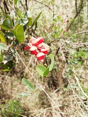 Camptosema rubicundum