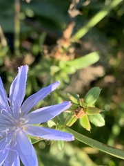 Cichorium intybus