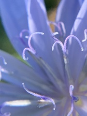 Cichorium intybus