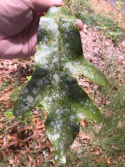 Siphonolejeunea nudipes