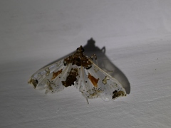 Neoleucinodes