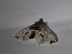 Neoleucinodes