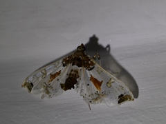 Neoleucinodes