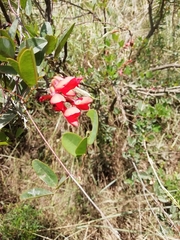 Camptosema rubicundum