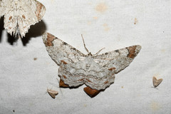 Epimecis anonaria