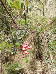 Camptosema rubicundum