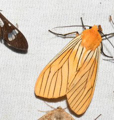 Pseudischnocampa nervosa