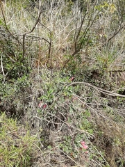 Camptosema rubicundum