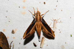 Xylophanes pyrrhus