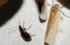 Cochabamba diversicolor