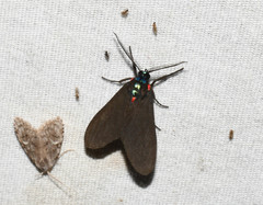 Holophaea endoleuca