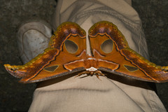 Rothschildia aricia