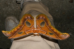 Rothschildia aricia