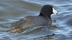 Fulica americana